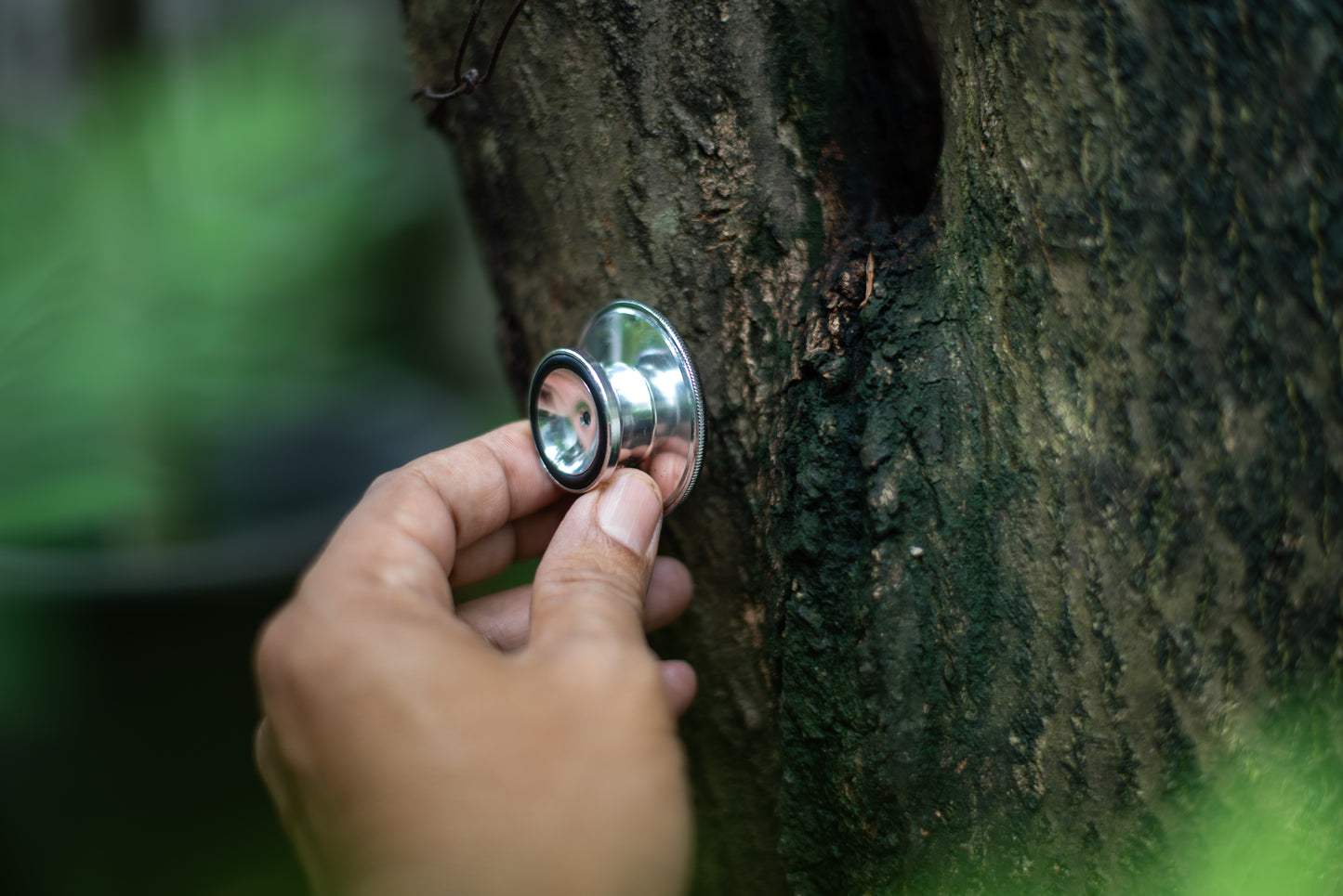 Digital Sick Tree Disease Diagnosis