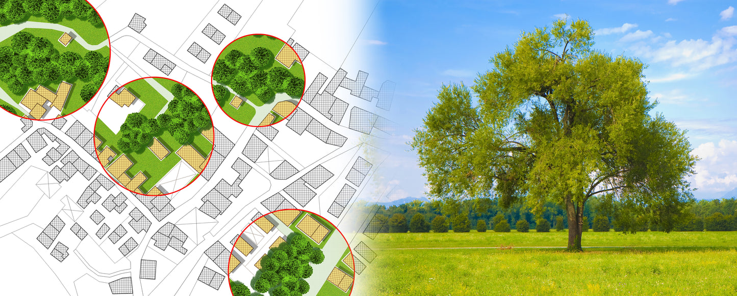 Construction / Tree Preservation Plans - Initial Consultation